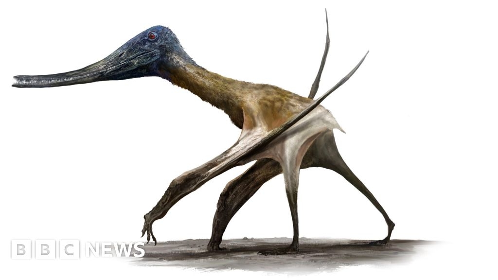Tracks show flying giants walked with dinosaurs