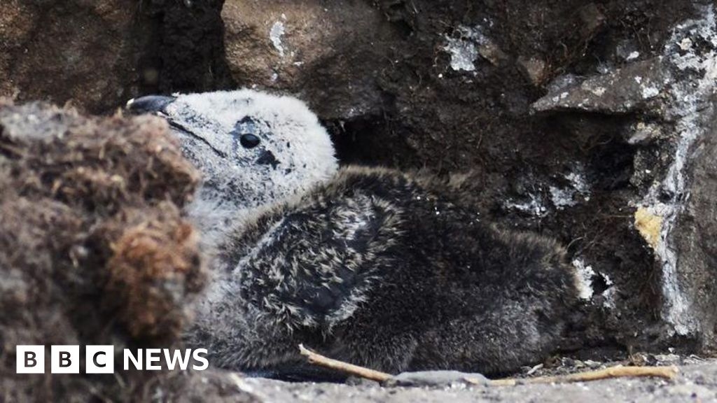 Coquet Island sees Razorbill chicks fledge for the first time