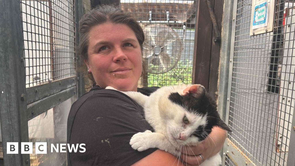 Stowmarket animal charity urges owners to neuter cats