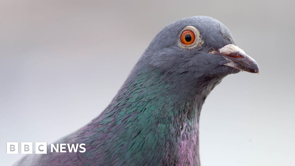 Headlines: 'Nesting pigeon' and 'teen BMX champion'
