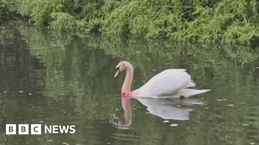 Swan injured in Blackwater catapult attack