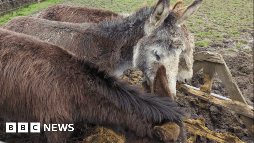 Couple banned from owning donkeys after neglect