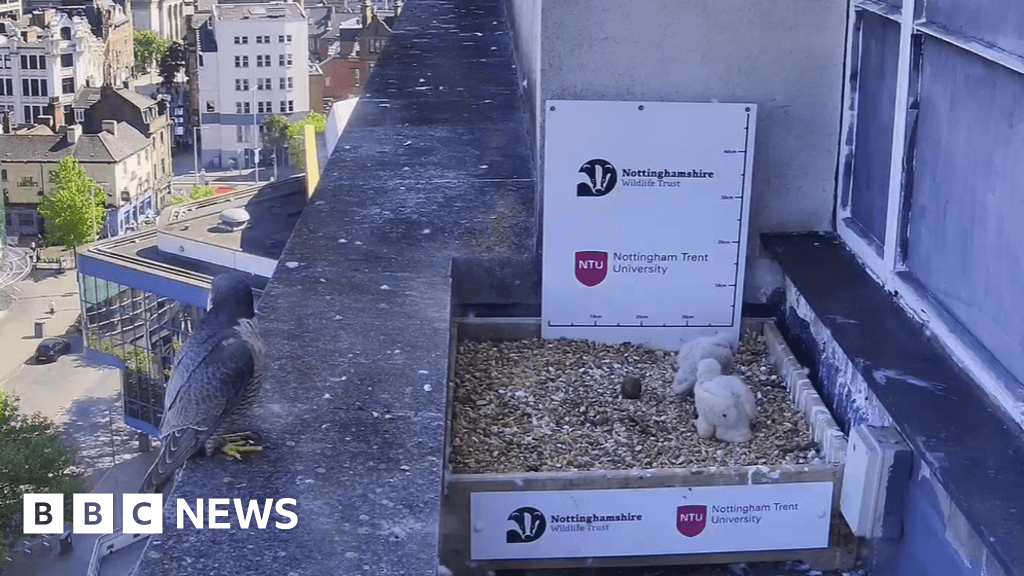 Two peregrine falcons hatch at Nottingham Trent University