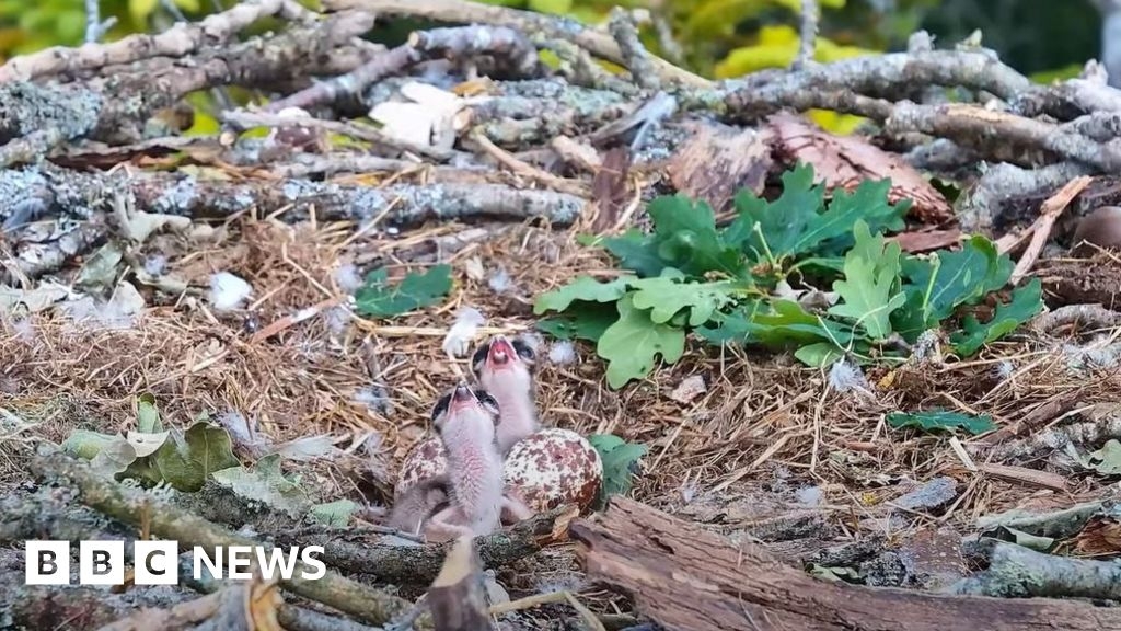 Poole Harbour osprey pair hatch second chick of year