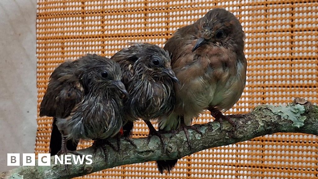 Chester Zoo celebrates as 'incredibly rare' chicks hatch