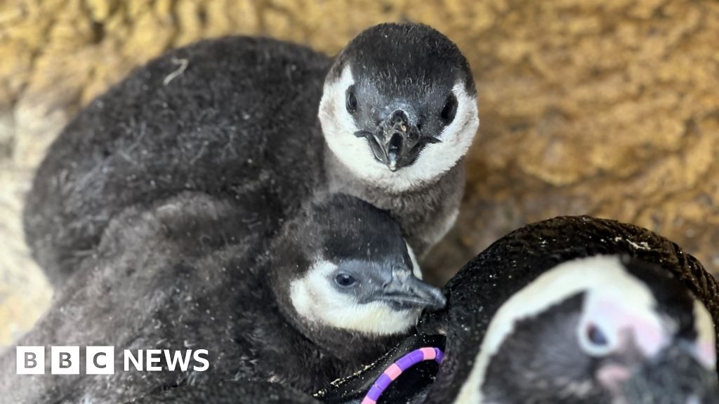 Critically endangered penguin chicks 'thriving' at Banham Zoo