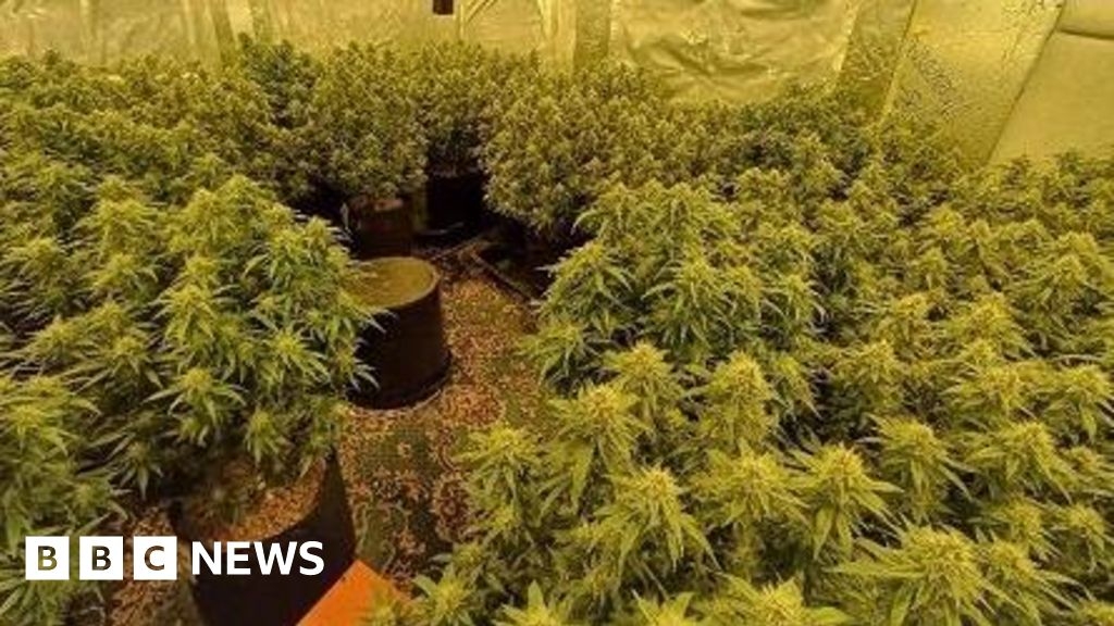 'Aggressive' blind leads Merseyside police to cannabis farm