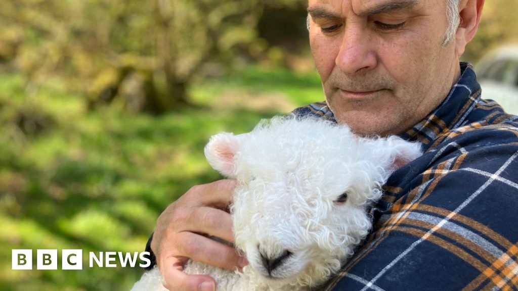 How an orphaned Devon lamb changed estate agent's life