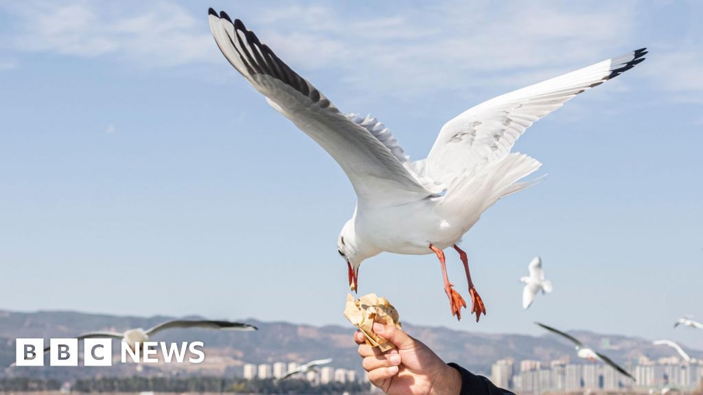 Stop feeding seagull 'muggers', East Yorkshire beachgoers told