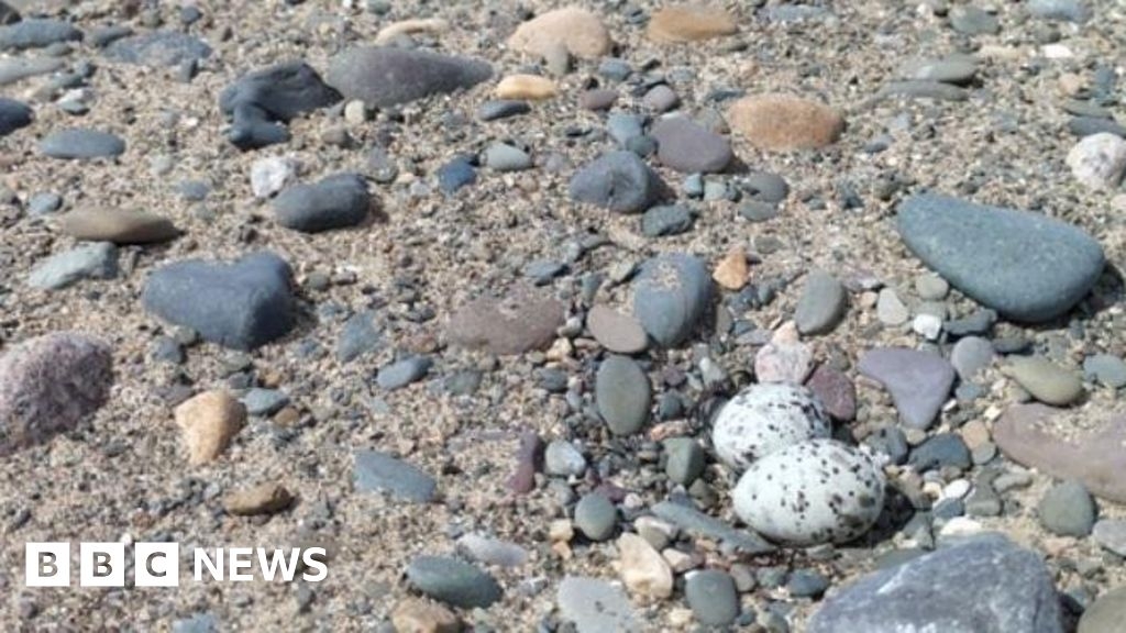 Cumbria dog owners warned of bird nests at nature reserves
