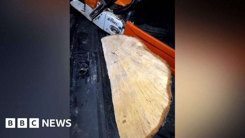 Sycamore Gap accused 'not trained for large trees'