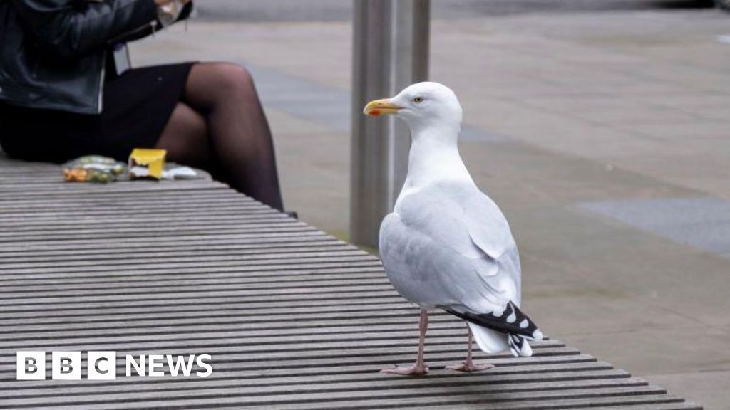 Bird flu confirmed in wild gull in Whitehaven