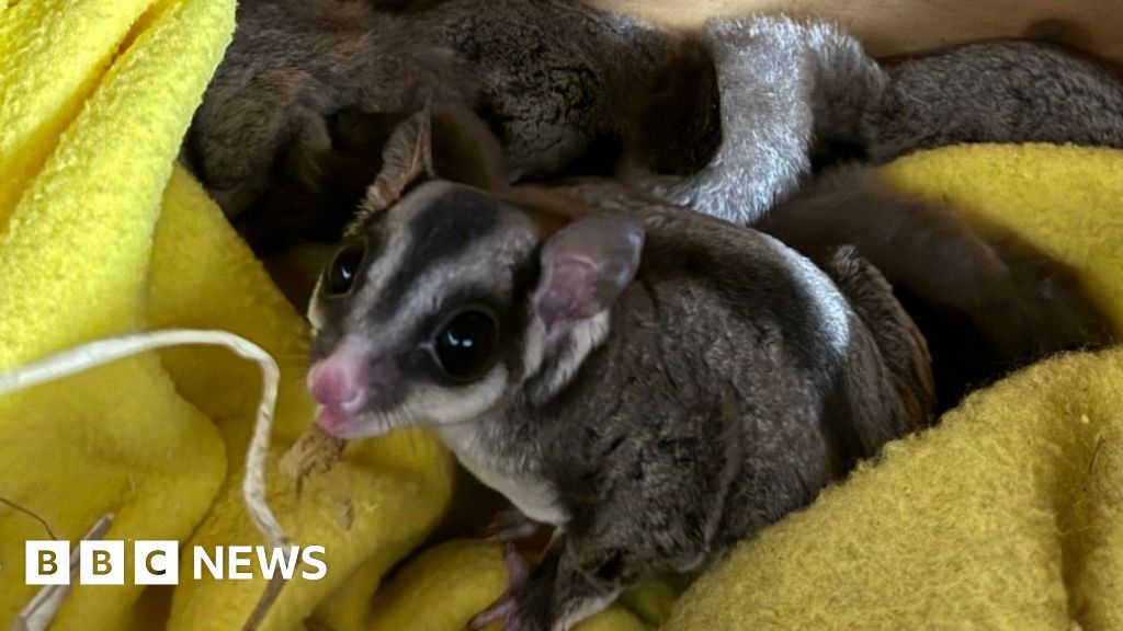 Sugar gliders dumped in box outside Lidl supermarket