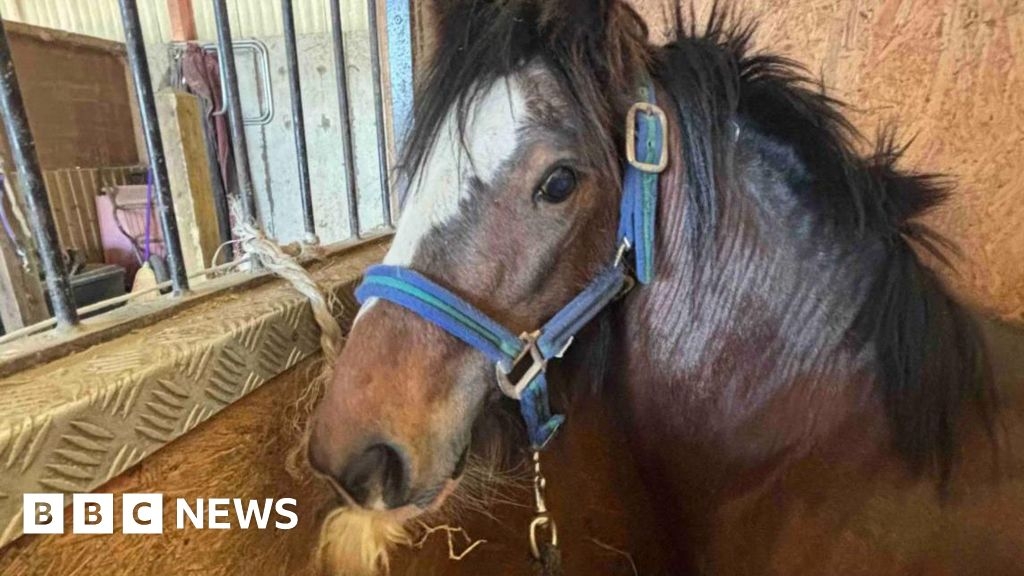 M4 escaped horse rescued after running between two motorways