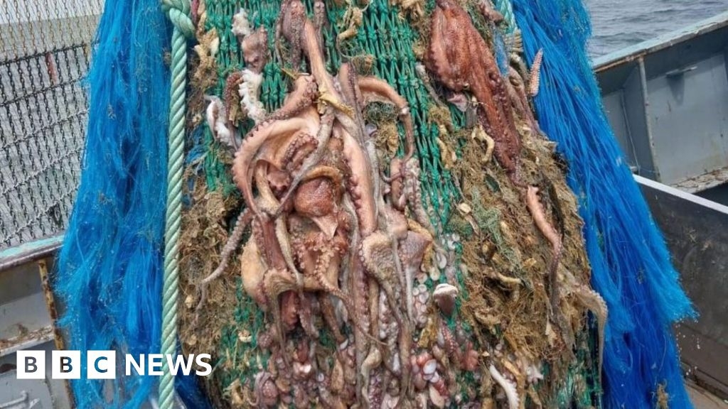 Octopus catch adds to record £158k haul for Newlyn fishing boat