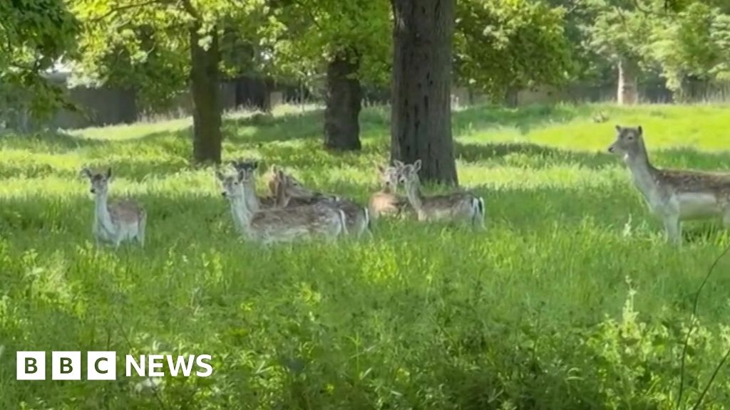 Deer return to Greenwich Park for the first time since 2021
