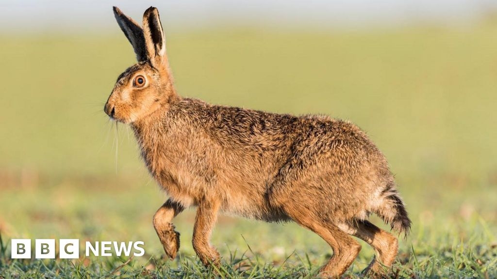 Eight summonsed to court over Lincolnshire hare coursing
