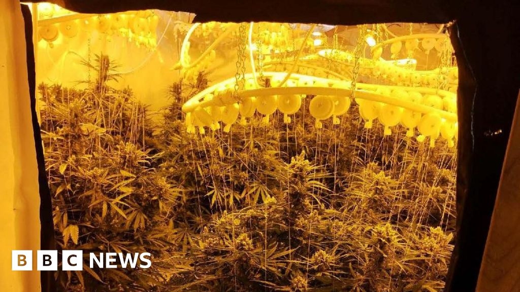 Police raid uncovers 'large cannabis factory' in Tilton-on-the-Hill