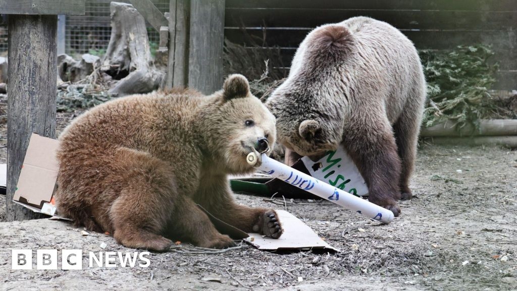 Wildlife park near Exeter evacuated after bears escape