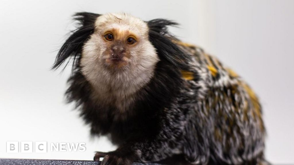 Monkey addicted to marshmallows saved from exotic pet trade
