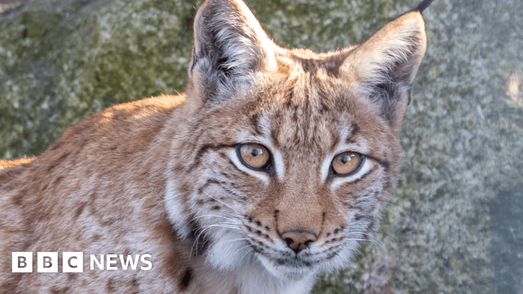 Cornwall-born lynx kitten prepares for rewilding journey