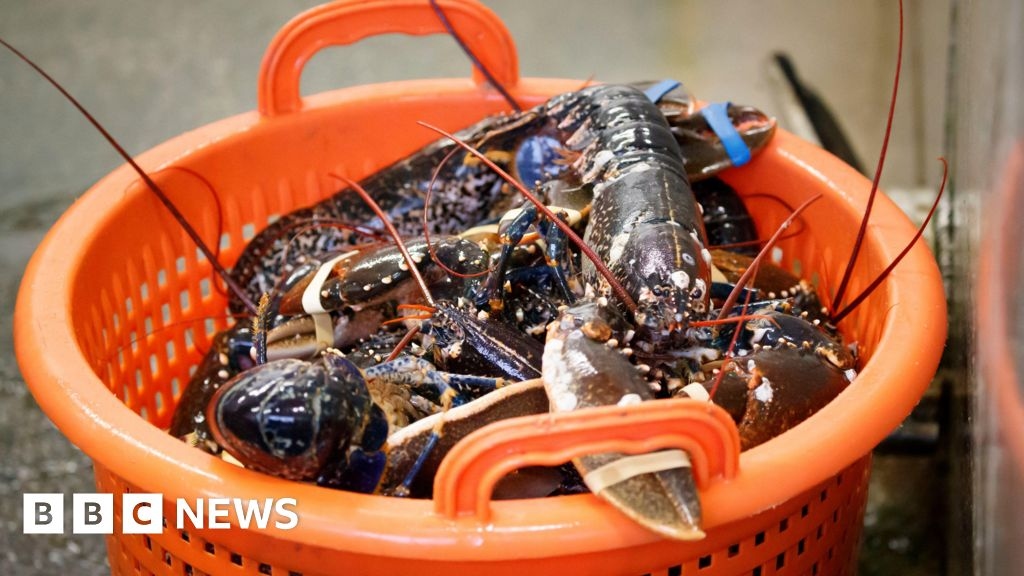 Jersey minister proposes 1mm increase to lobster catch size