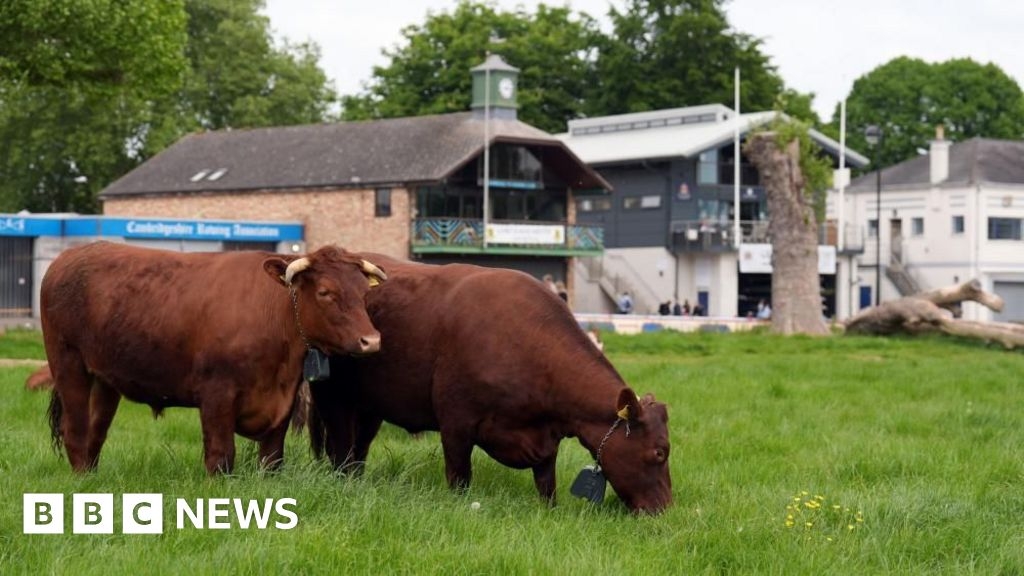 Cambridge cows get GPS collars to stop them falling in river