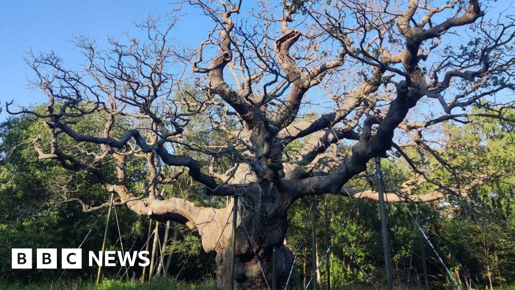 Action to help 'Robin Hood' tree in Sherwood Forest in heatwave