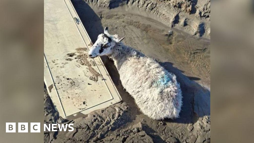 Pregnant sheep in Kirkby-in-Furness rescued from mud