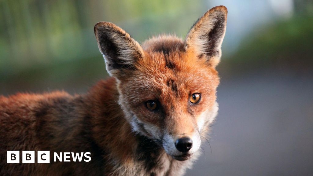 Police investigate alleged attack after Hull fox death