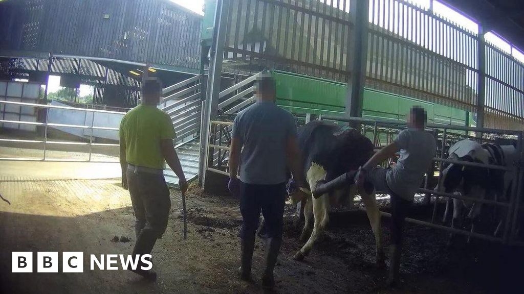 Farmer suspended after video shows Northallerton dairy cow abuse