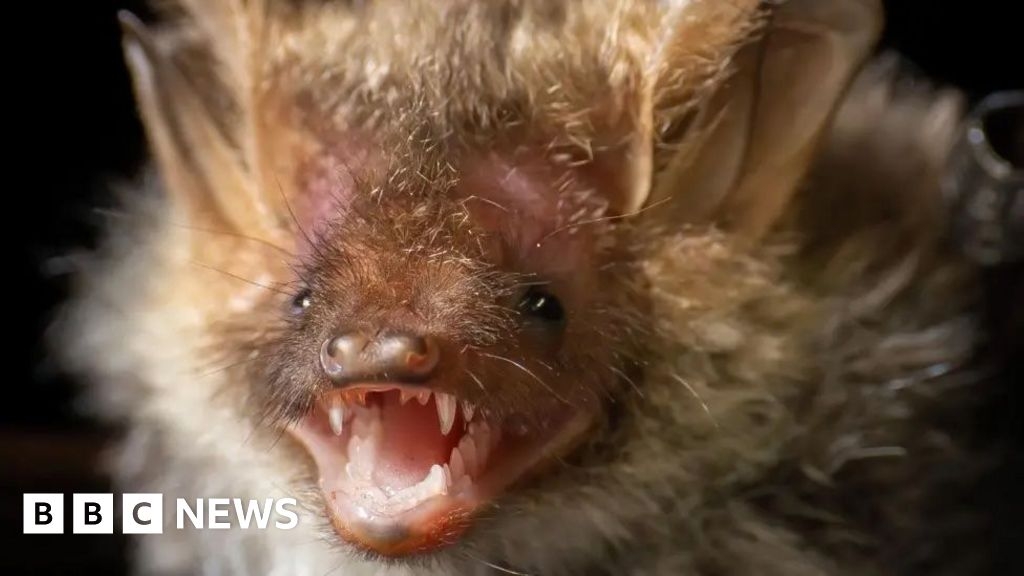 Explore bats, moths and more at Devon nature events