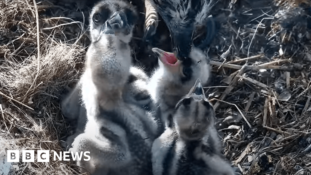 Osprey pair near Poole Harbour hatch final chick of 2025