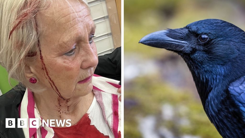 Why have crows been attacking people in Nottinghamshire?