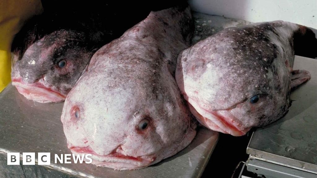 Blobfish: 'World's ugliest animal' is NZ's fish of the year