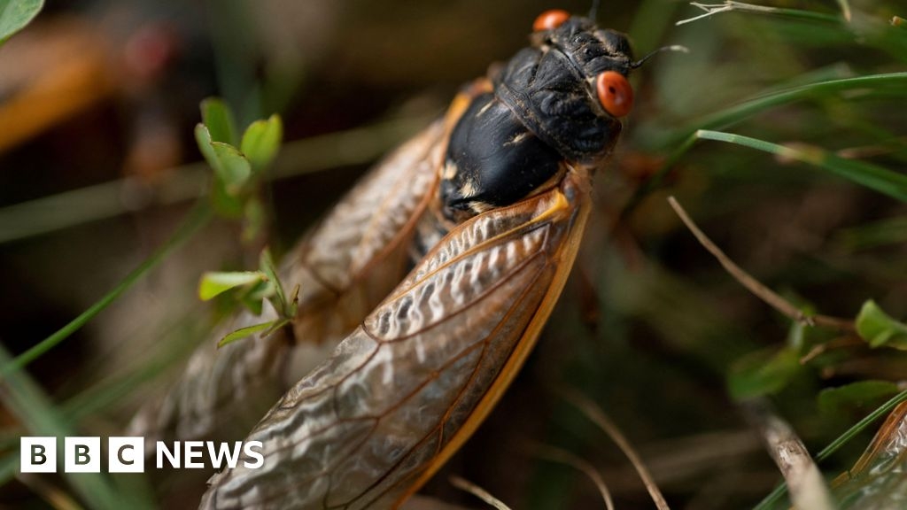 Cicadas reintroduced to New Forest after disappearing in 1990s