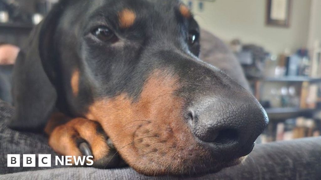 Emergency dash to Aberdeenshire vets saves dog who swallowed his ball