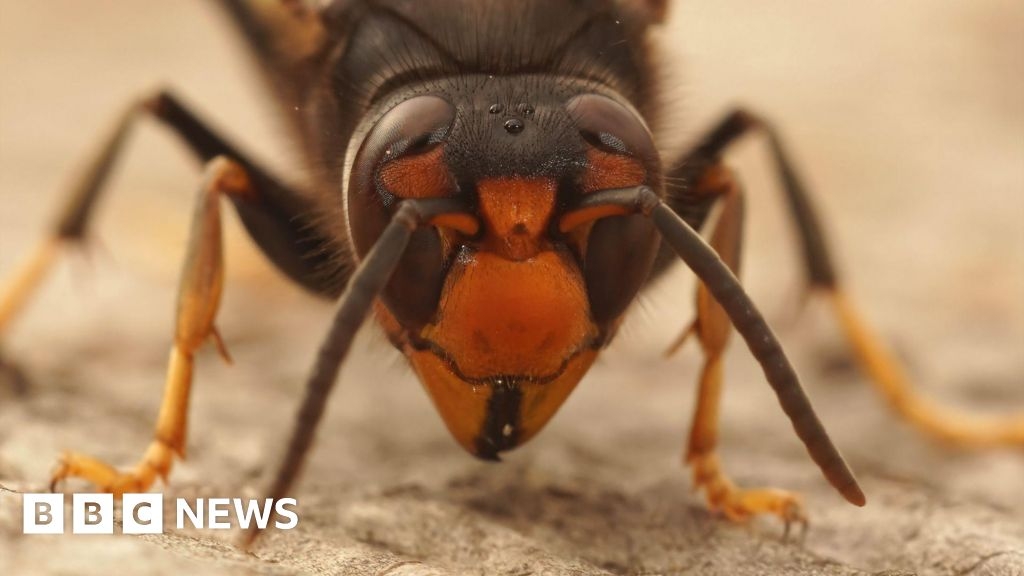 Residents urged to report sightings of  'aggressive' Asian hornet