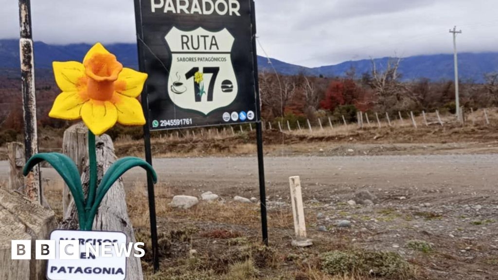 Patagonia: Daffodils planted to mark Welsh settlers' anniversary