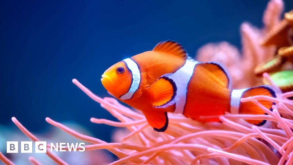 'Shrinking Nemos': smaller clownfish sound alarm on ocean heat