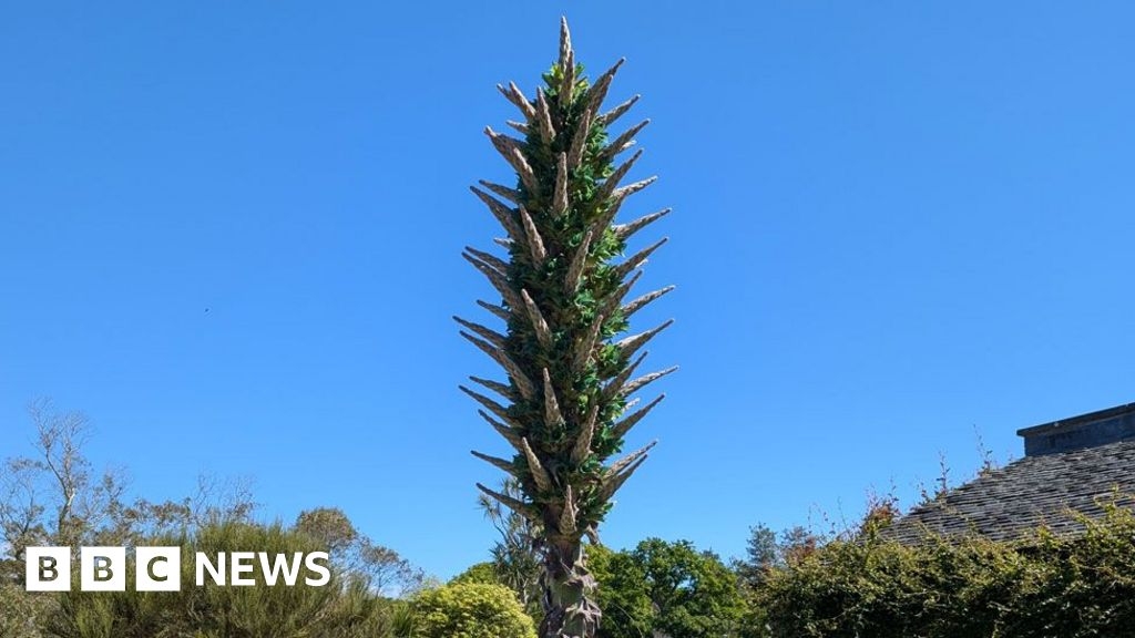 Logan Botanic Garden's rare sapphire tower flower begins to bloom