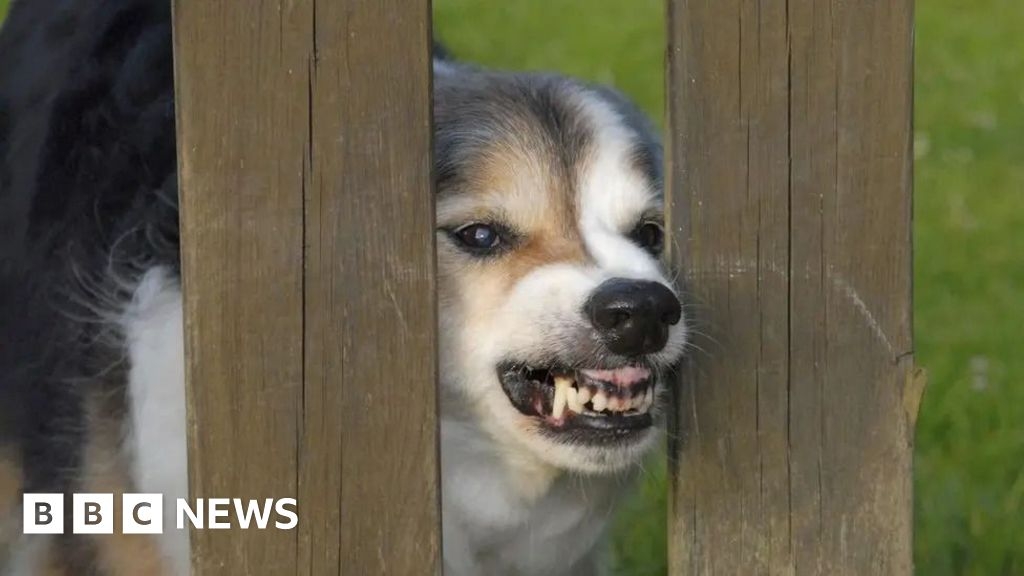 Dog control measures under review by Dover council