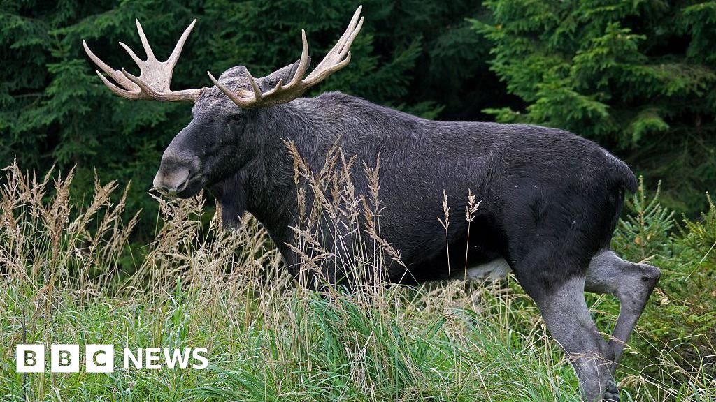 Project aims to return 'keystone' elk to UK after 3,000 years
