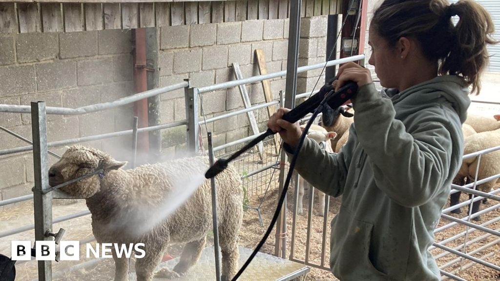 Farmers work to get sheep pristine for Suffolk Show