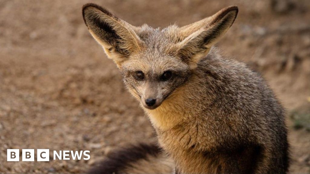 Chester Zoo sees return of rare bat-eared foxes after 30 years