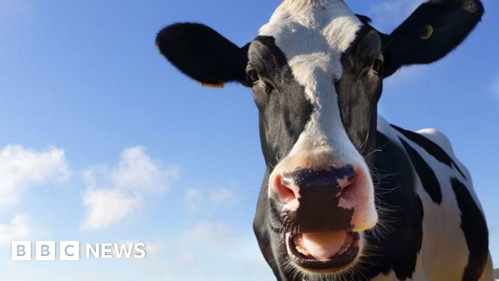 Worcester dairy farm cutting grass to feed cows after dry spring