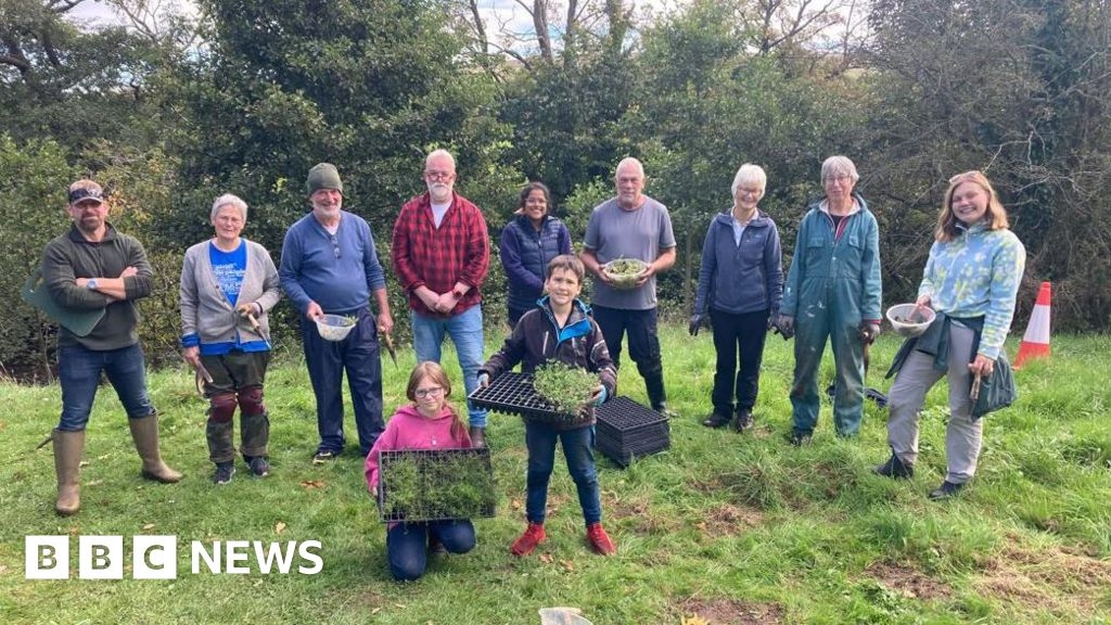 Cumbria volunteers plant thousands of wildflowers in Eden