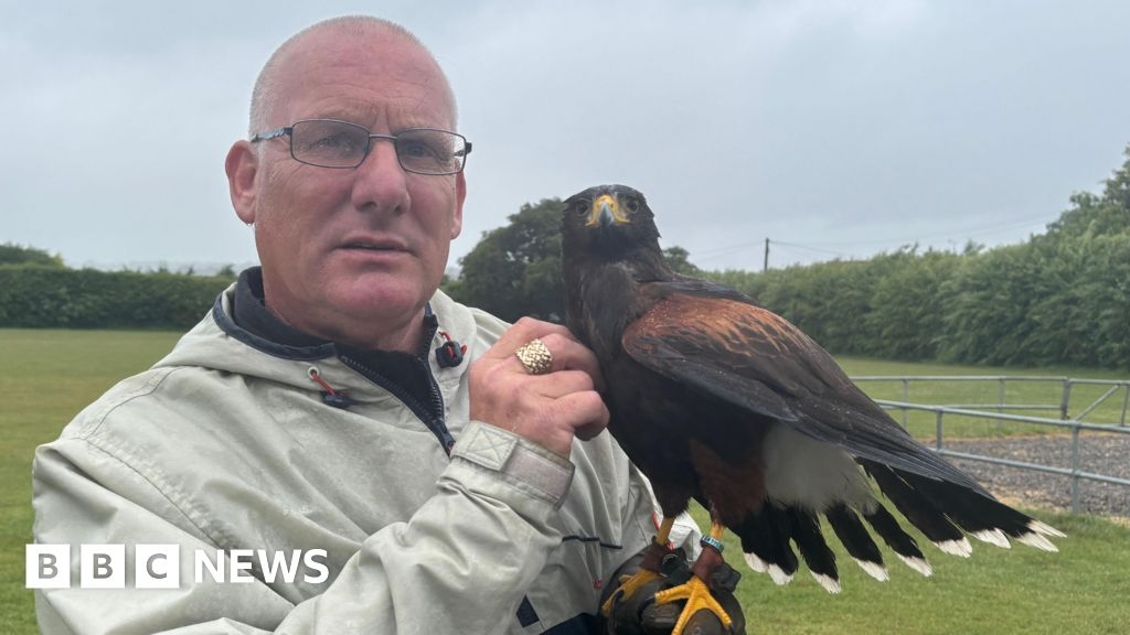 Flamstead hawk finds forever home with falconer