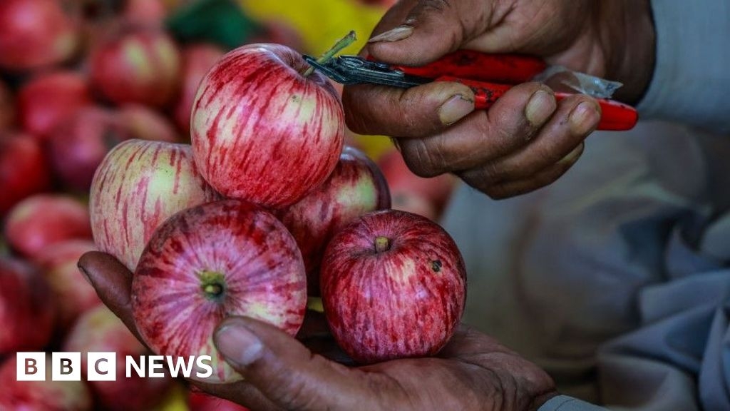 Indian scientists search for the perfect apple