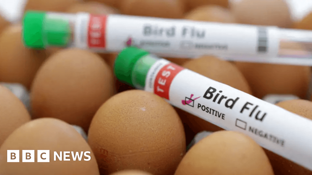 Bird flu: 'Highly pathogenic' strain case sparks Wirral cull